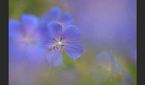 Wiesen-Storchschnabel (Geranium pratense)