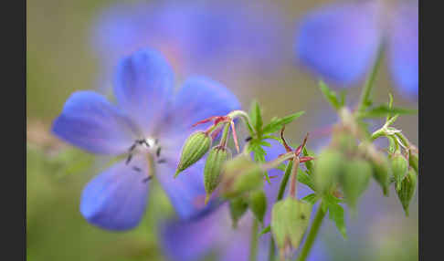 Wiesen-Storchschnabel (Geranium pratense)