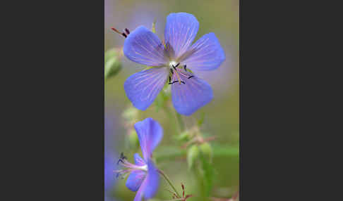 Wiesen-Storchschnabel (Geranium pratense)