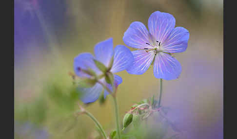 Wiesen-Storchschnabel (Geranium pratense)