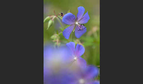 Wiesen-Storchschnabel (Geranium pratense)