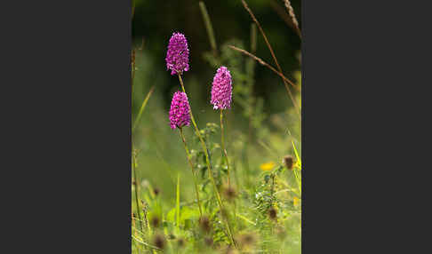 Hundswurz (Anacamptis pyramidalis)