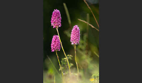 Hundswurz (Anacamptis pyramidalis)