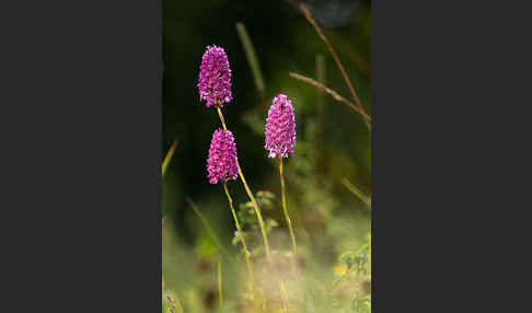 Hundswurz (Anacamptis pyramidalis)