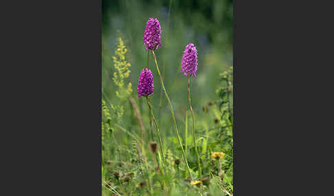 Hundswurz (Anacamptis pyramidalis)