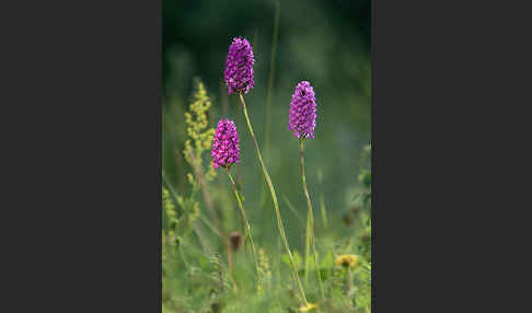 Hundswurz (Anacamptis pyramidalis)