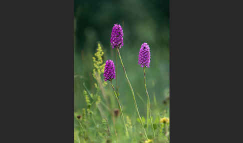 Hundswurz (Anacamptis pyramidalis)