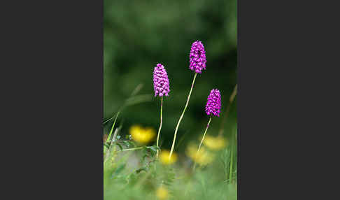 Hundswurz (Anacamptis pyramidalis)