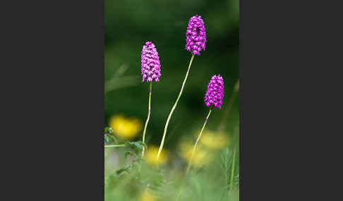 Hundswurz (Anacamptis pyramidalis)