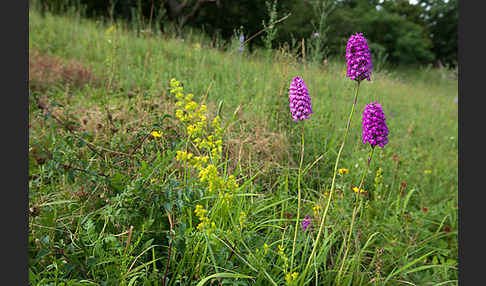 Hundswurz (Anacamptis pyramidalis)