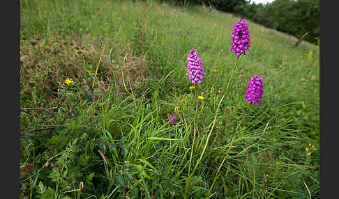 Hundswurz (Anacamptis pyramidalis)