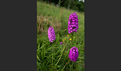 Hundswurz (Anacamptis pyramidalis)