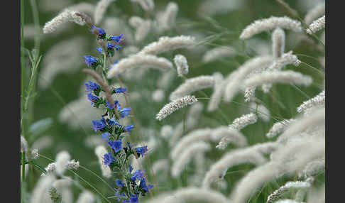 Gewöhnlicher Natternkopf (Echium vulgare)