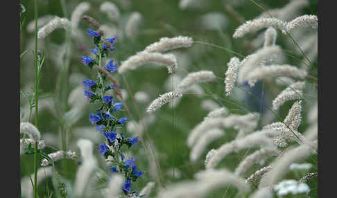 Gewöhnlicher Natternkopf (Echium vulgare)