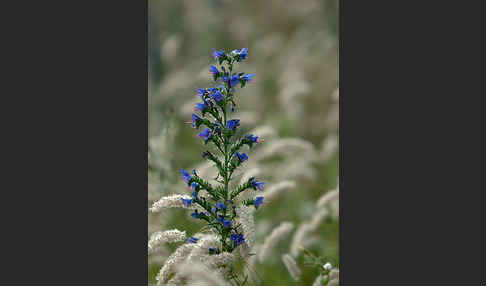 Gewöhnlicher Natternkopf (Echium vulgare)