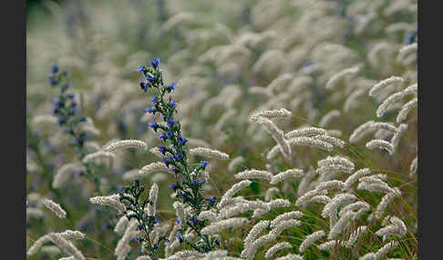 Gewöhnlicher Natternkopf (Echium vulgare)