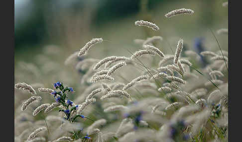 Gewöhnlicher Natternkopf (Echium vulgare)