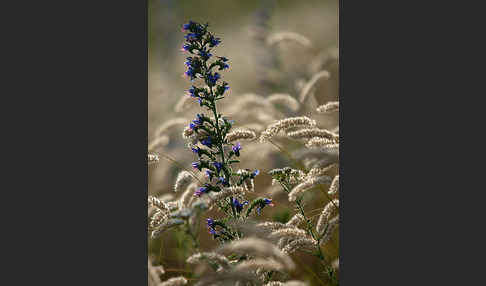 Gewöhnlicher Natternkopf (Echium vulgare)