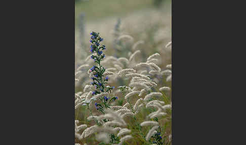 Gewöhnlicher Natternkopf (Echium vulgare)