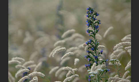 Gewöhnlicher Natternkopf (Echium vulgare)