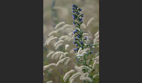 Gewöhnlicher Natternkopf (Echium vulgare)