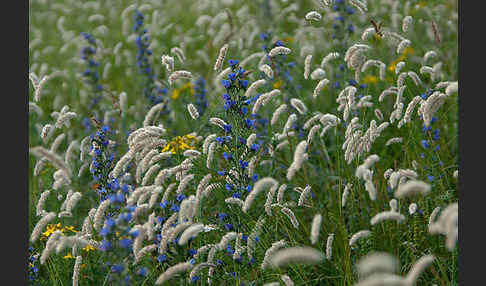 Gewöhnlicher Natternkopf (Echium vulgare)