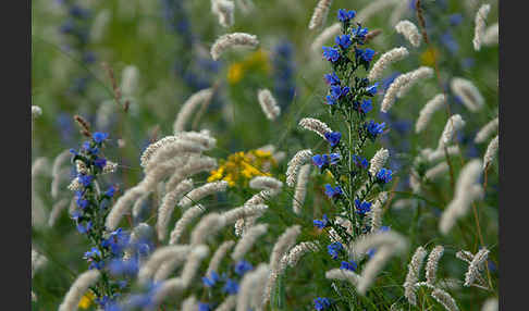 Gewöhnlicher Natternkopf (Echium vulgare)