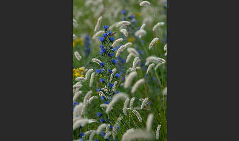 Gewöhnlicher Natternkopf (Echium vulgare)