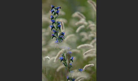 Gewöhnlicher Natternkopf (Echium vulgare)