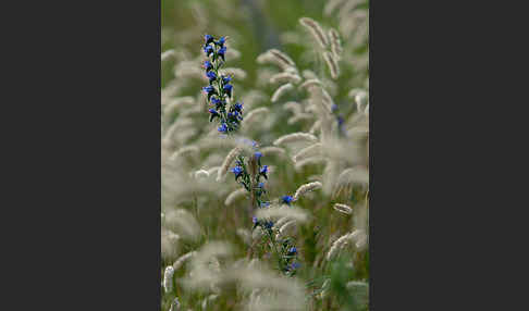 Gewöhnlicher Natternkopf (Echium vulgare)