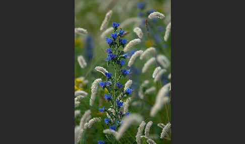 Gewöhnlicher Natternkopf (Echium vulgare)