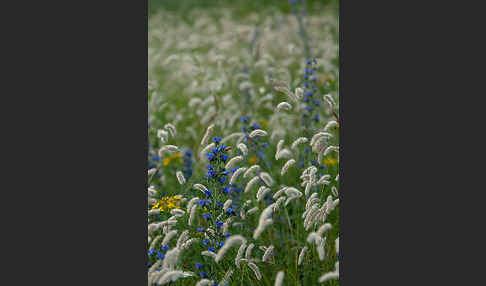 Gewöhnlicher Natternkopf (Echium vulgare)