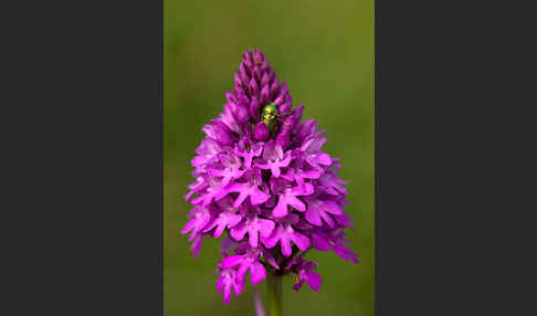 Hundswurz (Anacamptis pyramidalis)