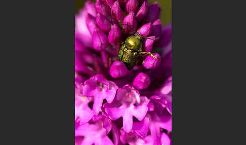 Hundswurz (Anacamptis pyramidalis)