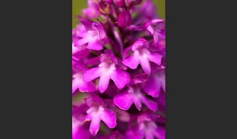 Hundswurz (Anacamptis pyramidalis)