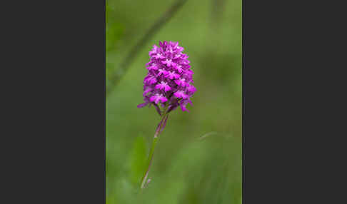 Hundswurz (Anacamptis pyramidalis)