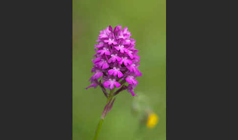 Hundswurz (Anacamptis pyramidalis)