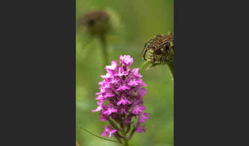 Hundswurz (Anacamptis pyramidalis)