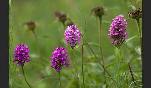 Hundswurz (Anacamptis pyramidalis)