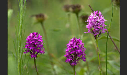 Hundswurz (Anacamptis pyramidalis)