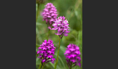 Hundswurz (Anacamptis pyramidalis)