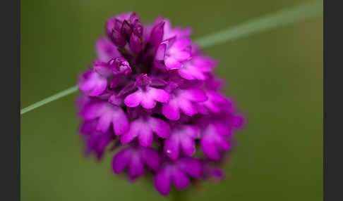 Hundswurz (Anacamptis pyramidalis)