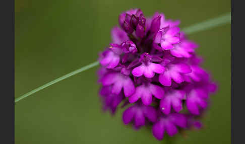 Hundswurz (Anacamptis pyramidalis)