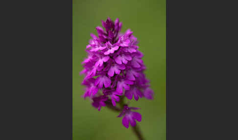 Hundswurz (Anacamptis pyramidalis)