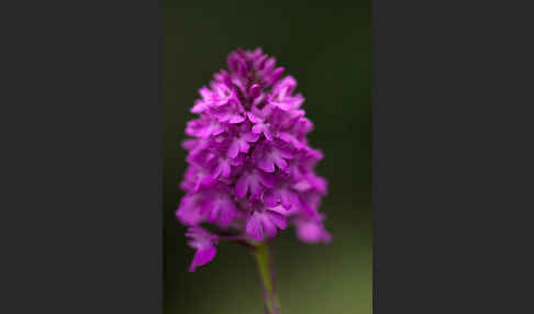 Hundswurz (Anacamptis pyramidalis)