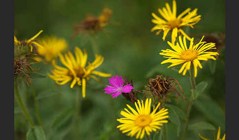 Karthäuser-Nelke (Dianthus carthusianorum)