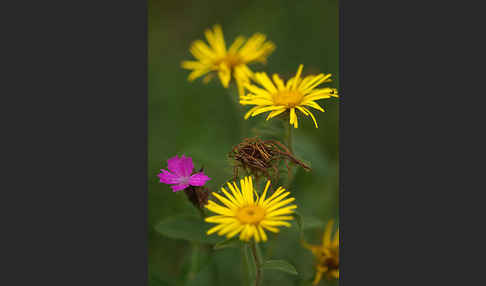 Karthäuser-Nelke (Dianthus carthusianorum)