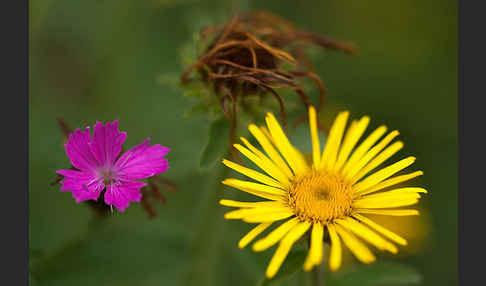 Karthäuser-Nelke (Dianthus carthusianorum)