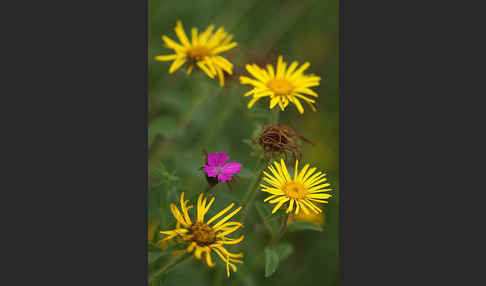 Karthäuser-Nelke (Dianthus carthusianorum)