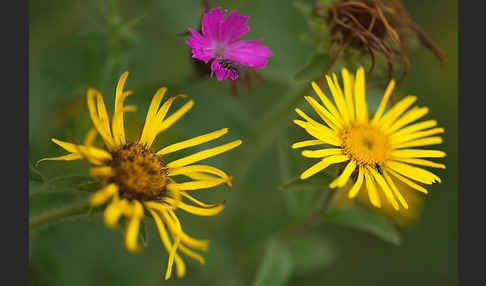 Karthäuser-Nelke (Dianthus carthusianorum)